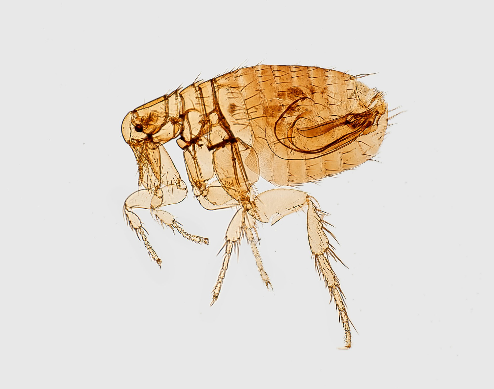 
A magnified left lateral view of a male Oriental rat flea, Xenopsylla cheopis, a well-known bubonic plague vector. This specimen was harvested from the hide of a Malaysian house rat, Rattus rattus diardii, which had been located in a rural village in the Bojolali Regency District, of the Central Java Province of Indonesia, on April 4, 1968. Photographer: James Gathany
