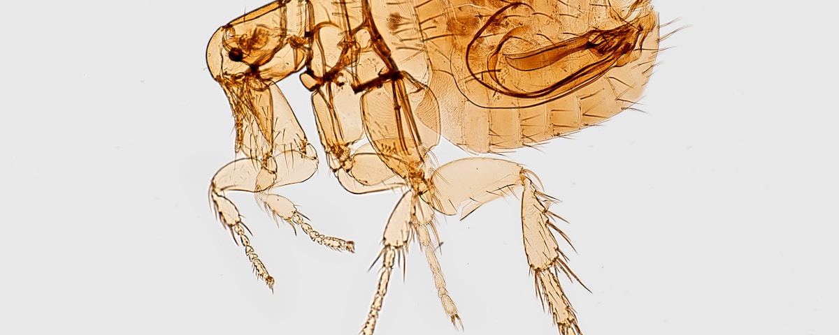 brown flea illustration