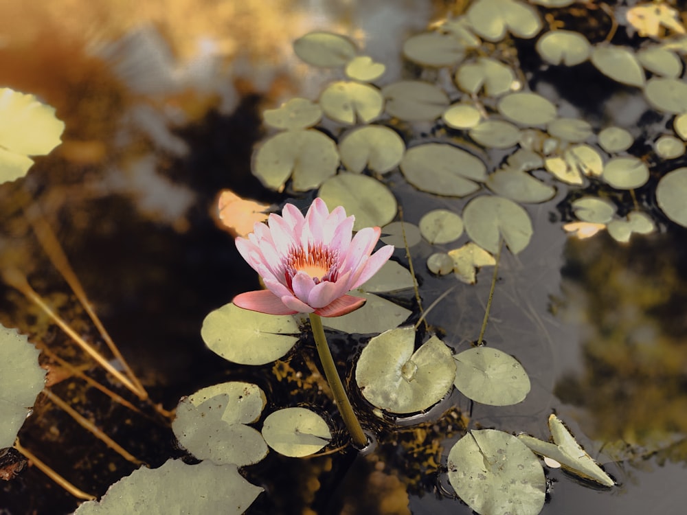 pink lotus flower