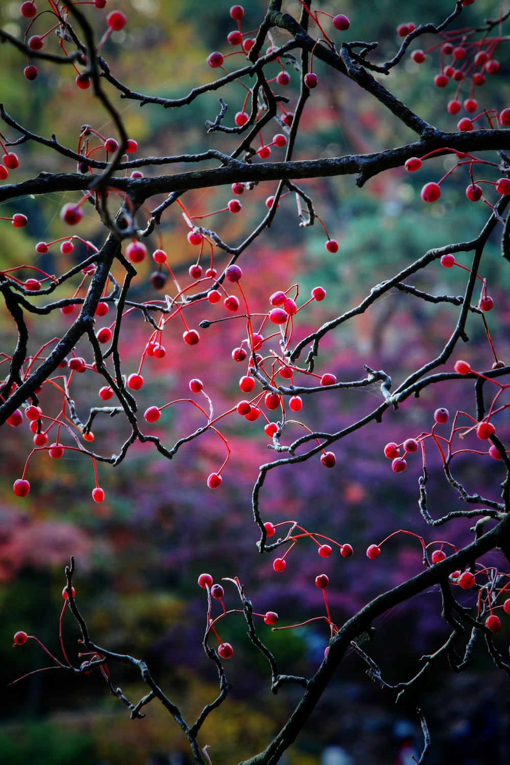 red fruits on tree