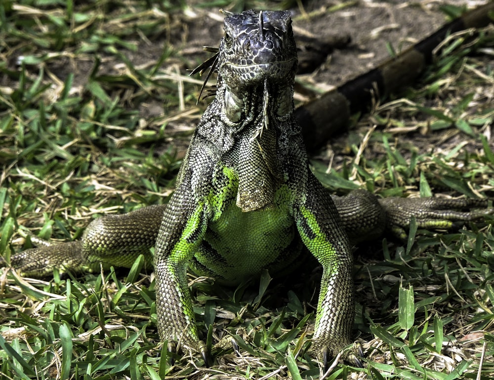 black and green lizard