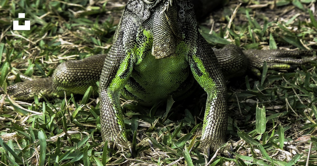 Black And Green Lizard Photo Free Lizard Image On Unsplash Black and green lizard photo free lizard image on unsplash