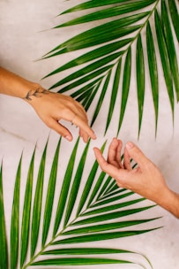 Two hands reach towards each other above a white surface, surrounded by green palm leaves. One hand features a delicate ring and a tattoo of a leafy branch.