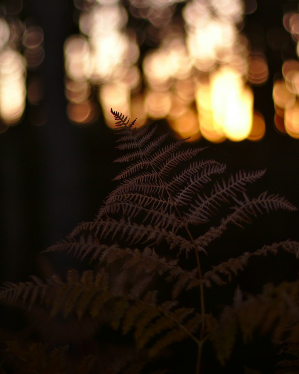 brown ferns