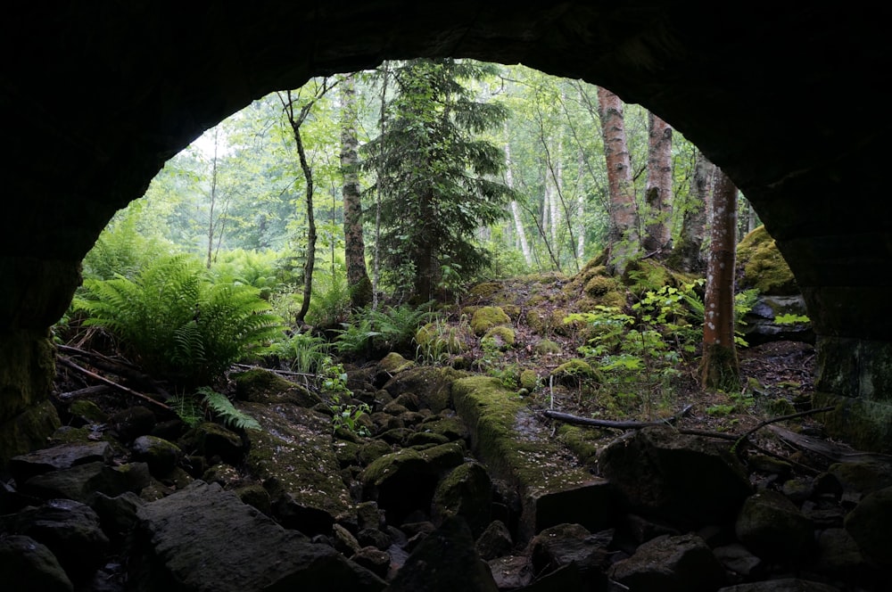 plants under bridge