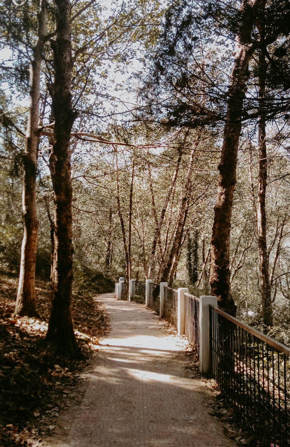 gray pathway surrounded with green trees during daytime