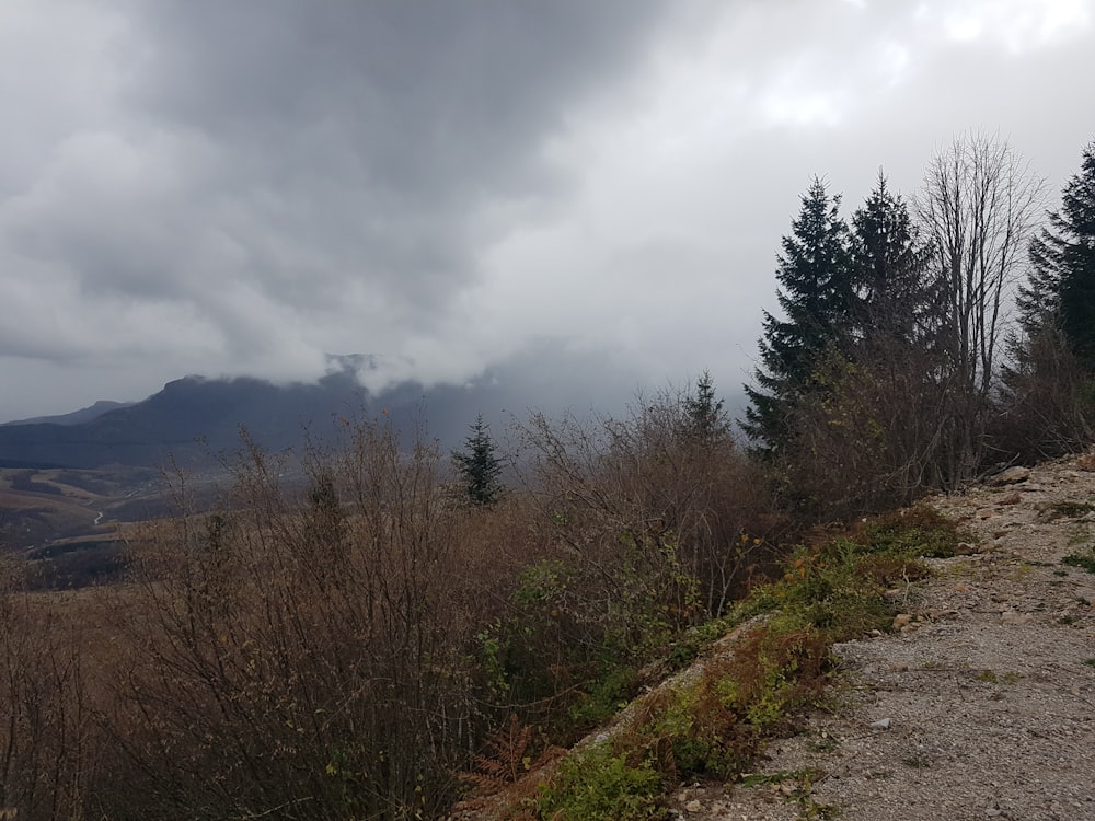 Des arbres verts sous un ciel nuageux