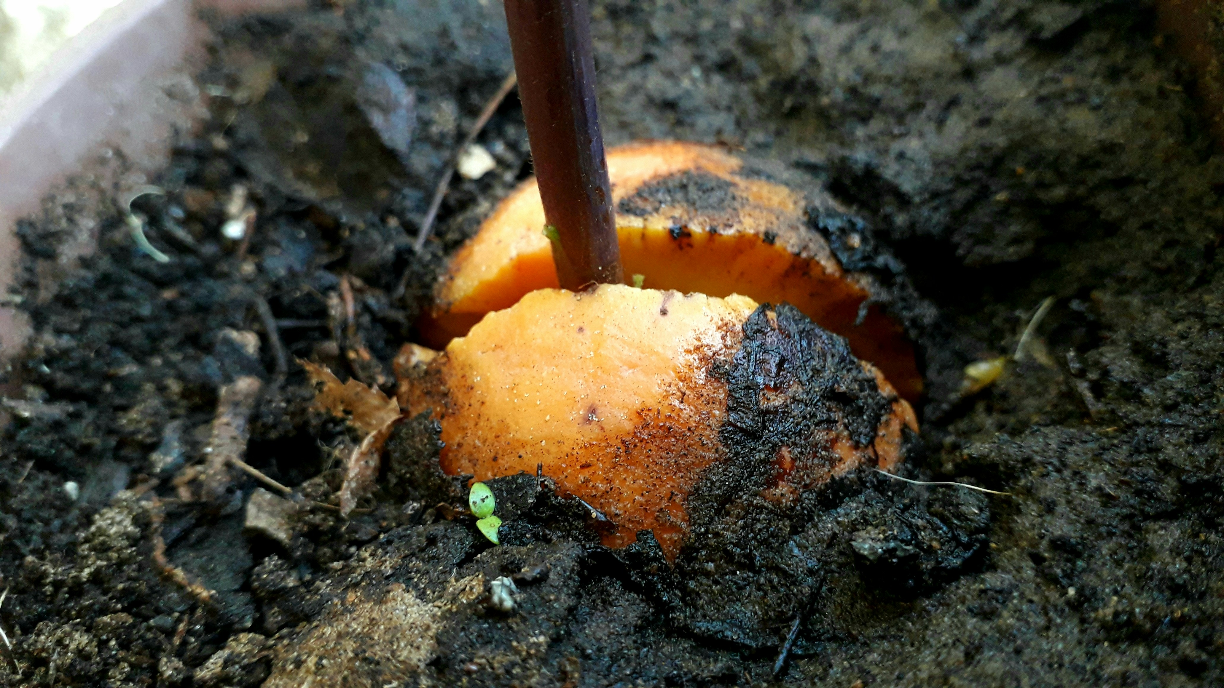 Premium Avocado Seedlings