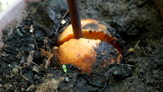 A partially buried avocado seed with a small sprout emerging from the top is surrounded by dark soil.