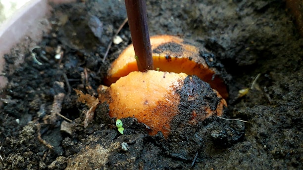 A partially buried avocado seed with a small sprout emerging from the top is surrounded by dark soil.