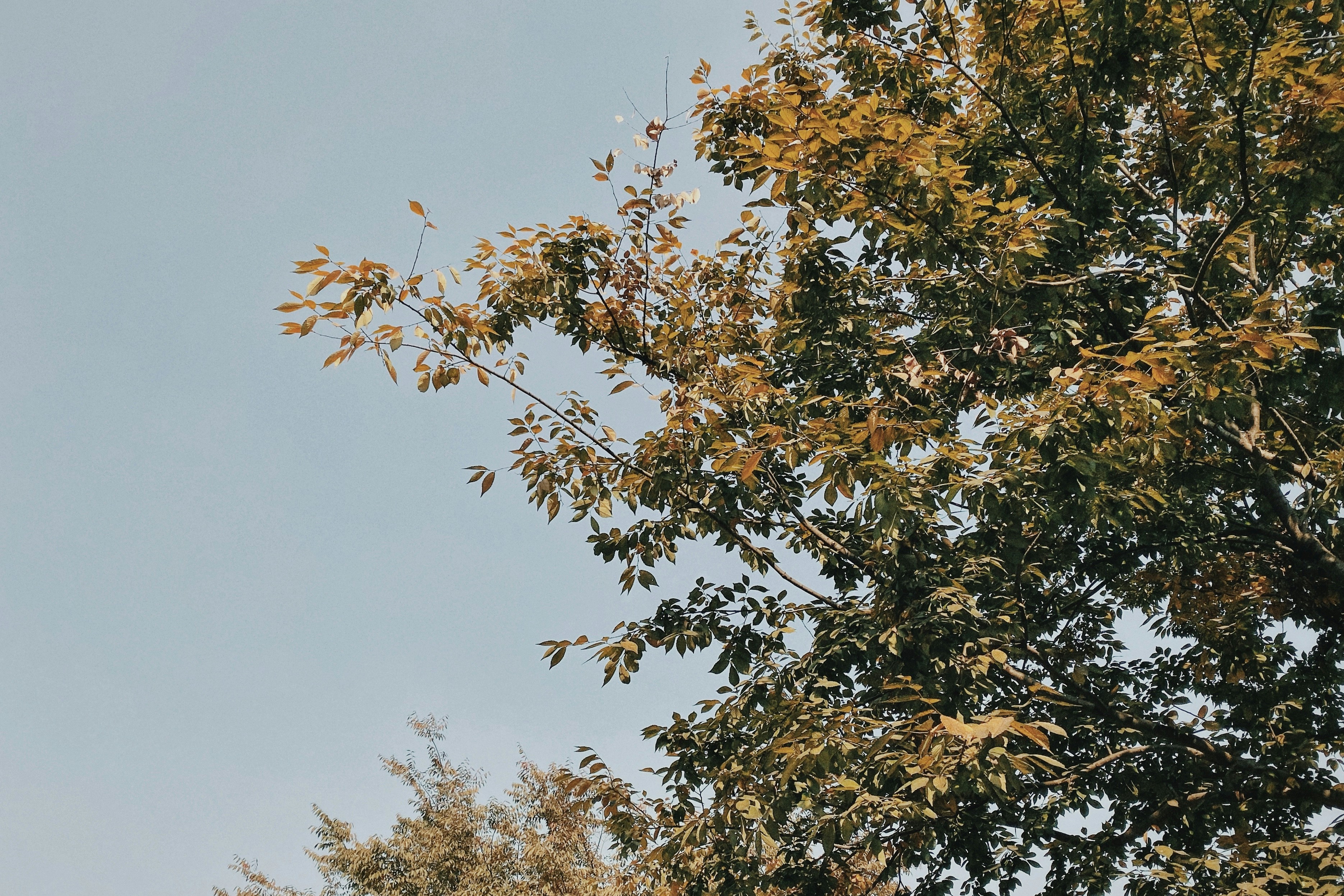 low-angle photography of green-leafed tree under a calm blue sky