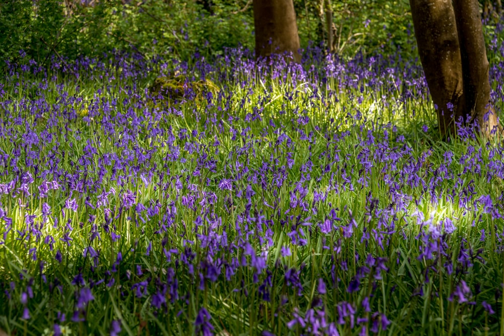 purple petaled flower field