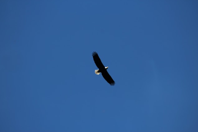 A bald eagle is soaring high in the clear blue sky with its wings fully spread out. The image captures the eagle in sharp focus against a vibrant backdrop.