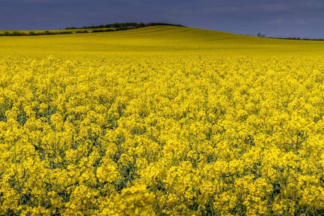 yellow flower field during daytime