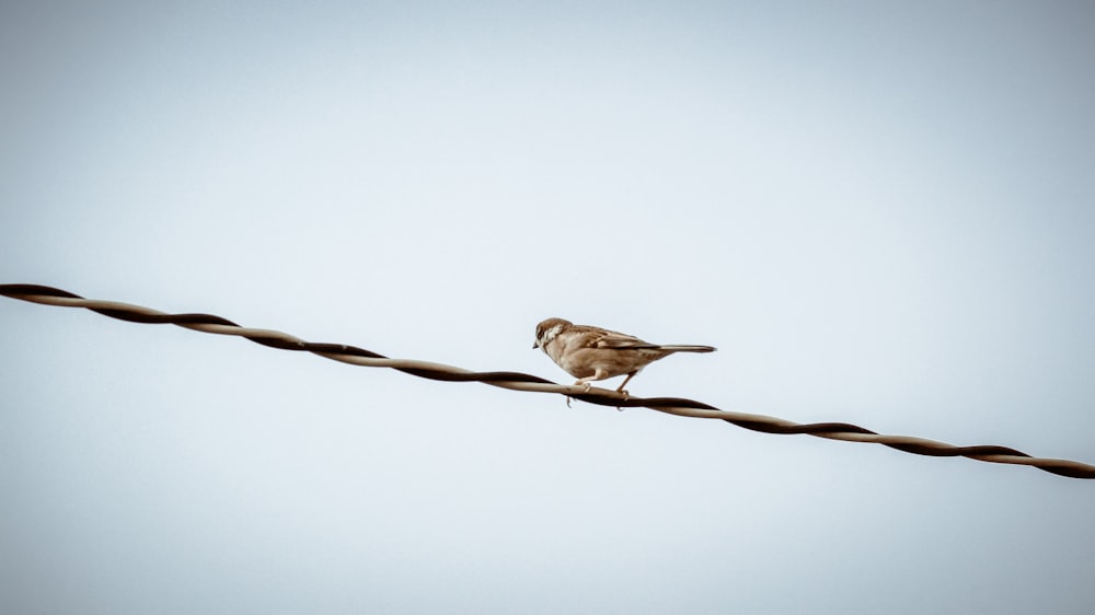 brown sparrow perching on a cable