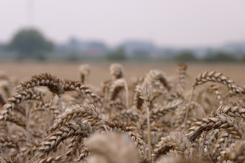 macro photography of brown wheat