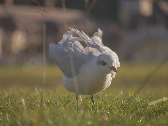A seagull stands on lush green grass with its wings slightly spread, captured in a low-angle view. The background is softly blurred, emphasizing the bird and creating a peaceful, natural setting.