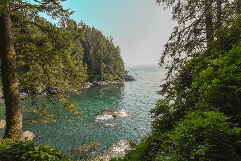 view photography of sea and trees during daytime
