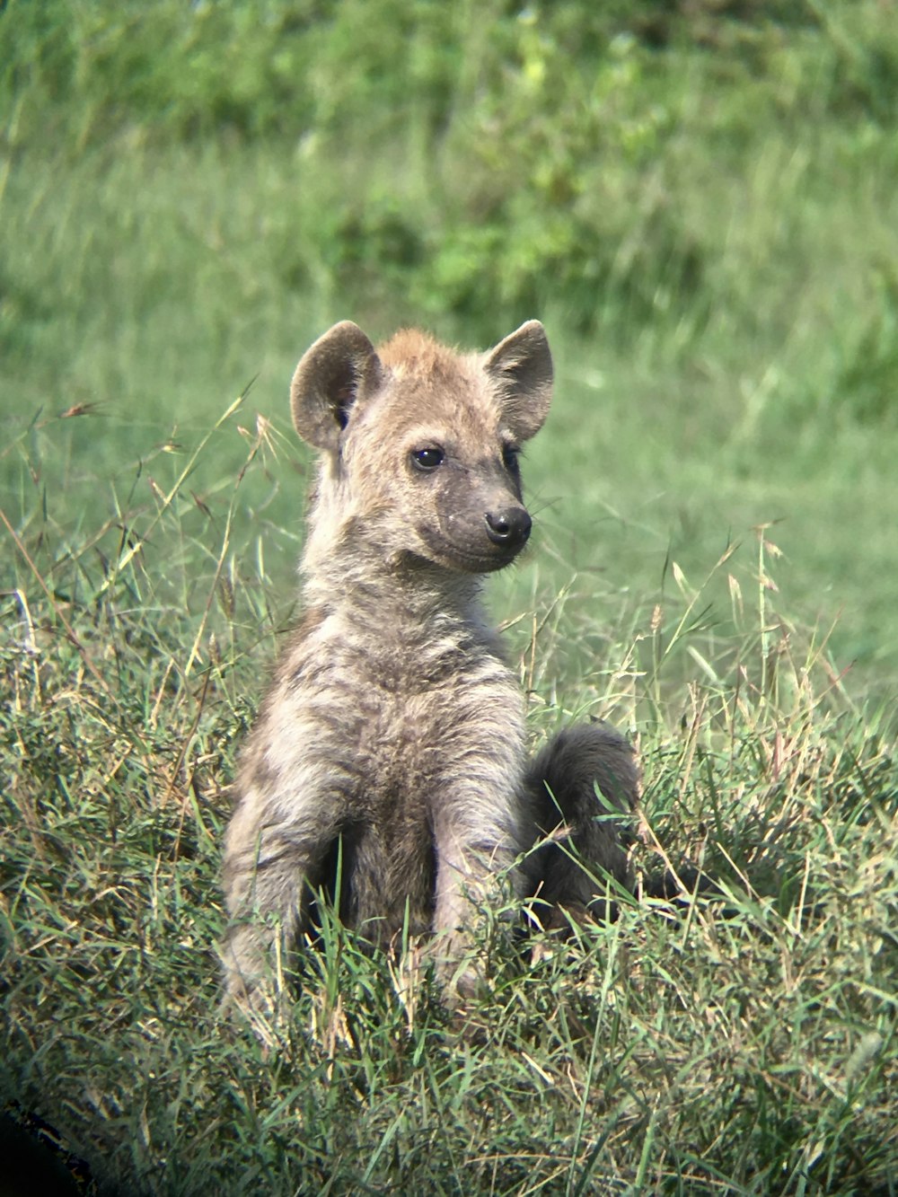 a baby hyena sitting in the grass