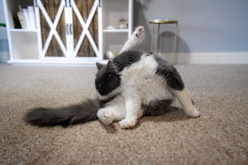 A cat is grooming itself on a carpeted floor in a living room. The room features a white bookshelf with books and decorative items and a small side table. The cat has gray and white fur and is bending its leg over its head.