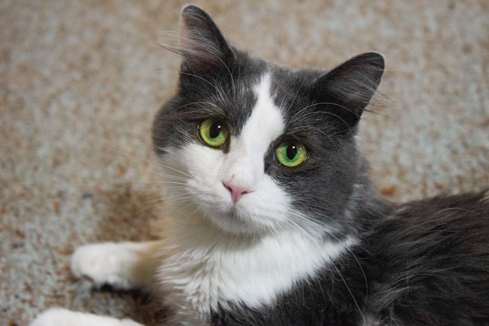 closeup photo of black and white cat