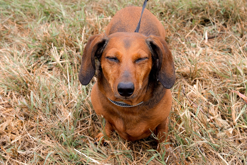 brown dachshund sitting on grass