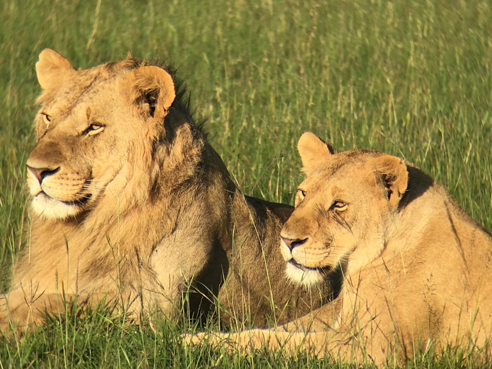 male lion and lioness on green filed