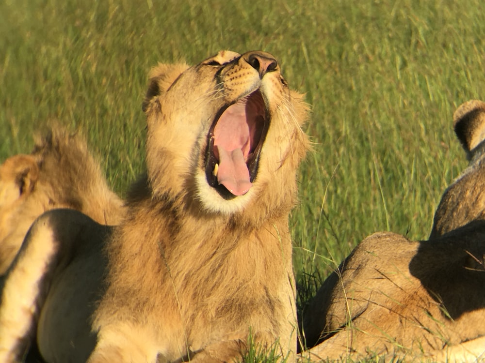 male lion yawning near lioness