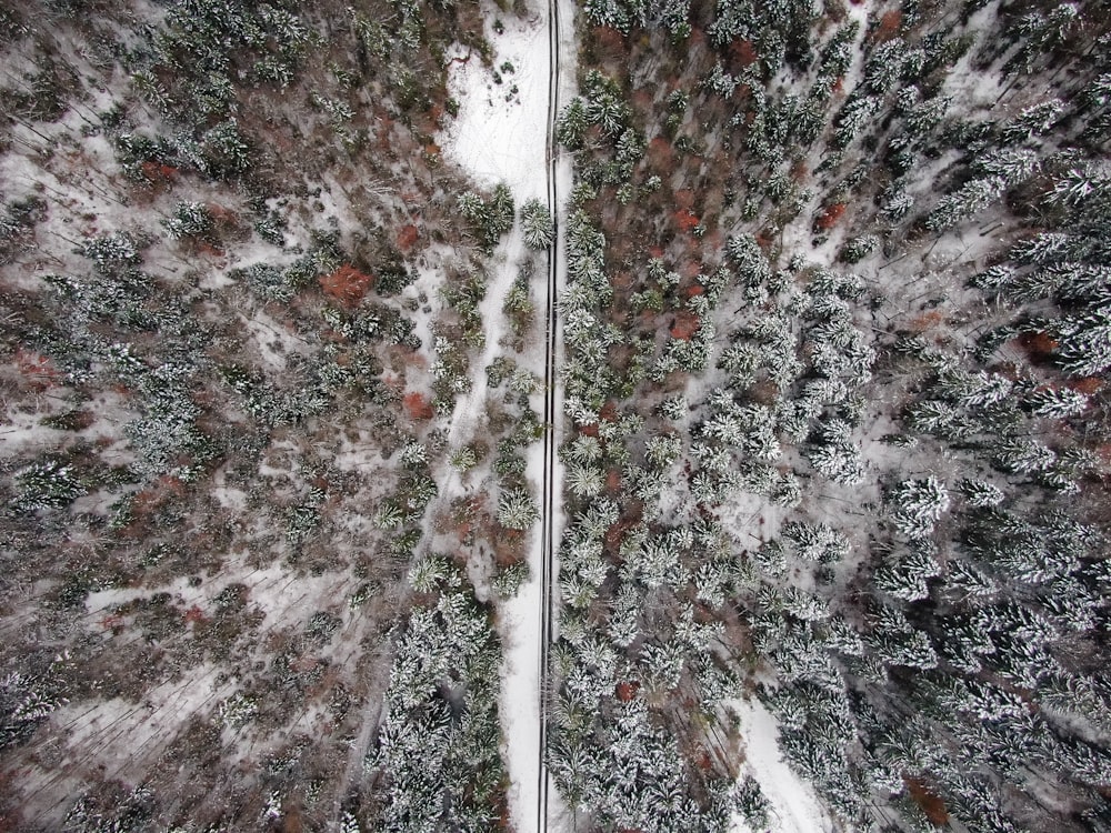aerial photography of trees surrounded with road