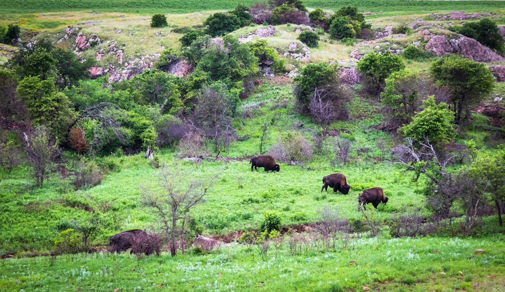 três bisões marrons cercados por árvores