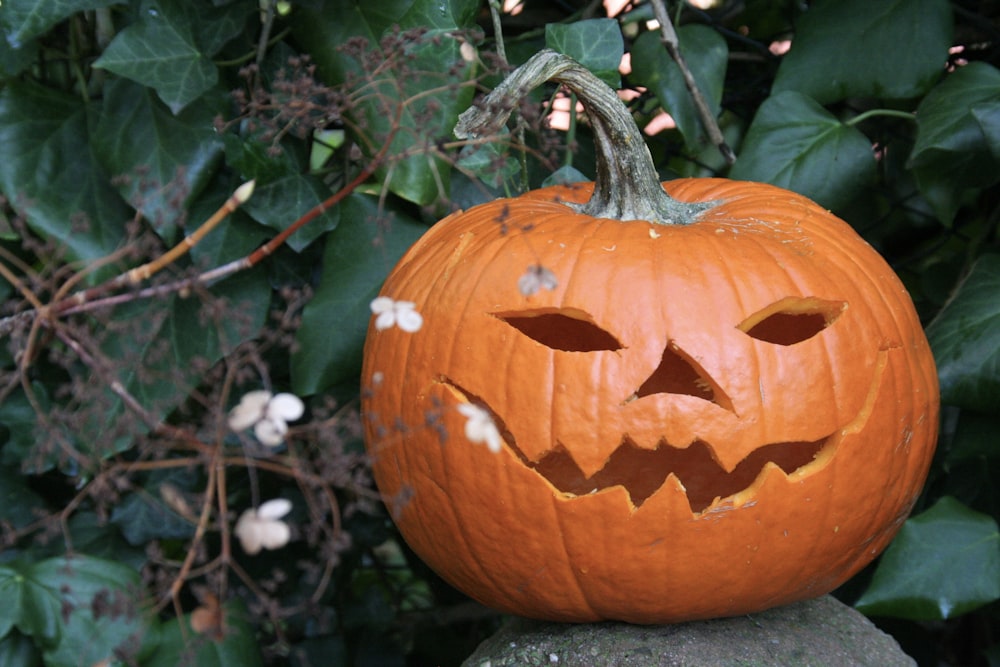 Decoração de Jack-O'-Lantern perto da planta da folha verde