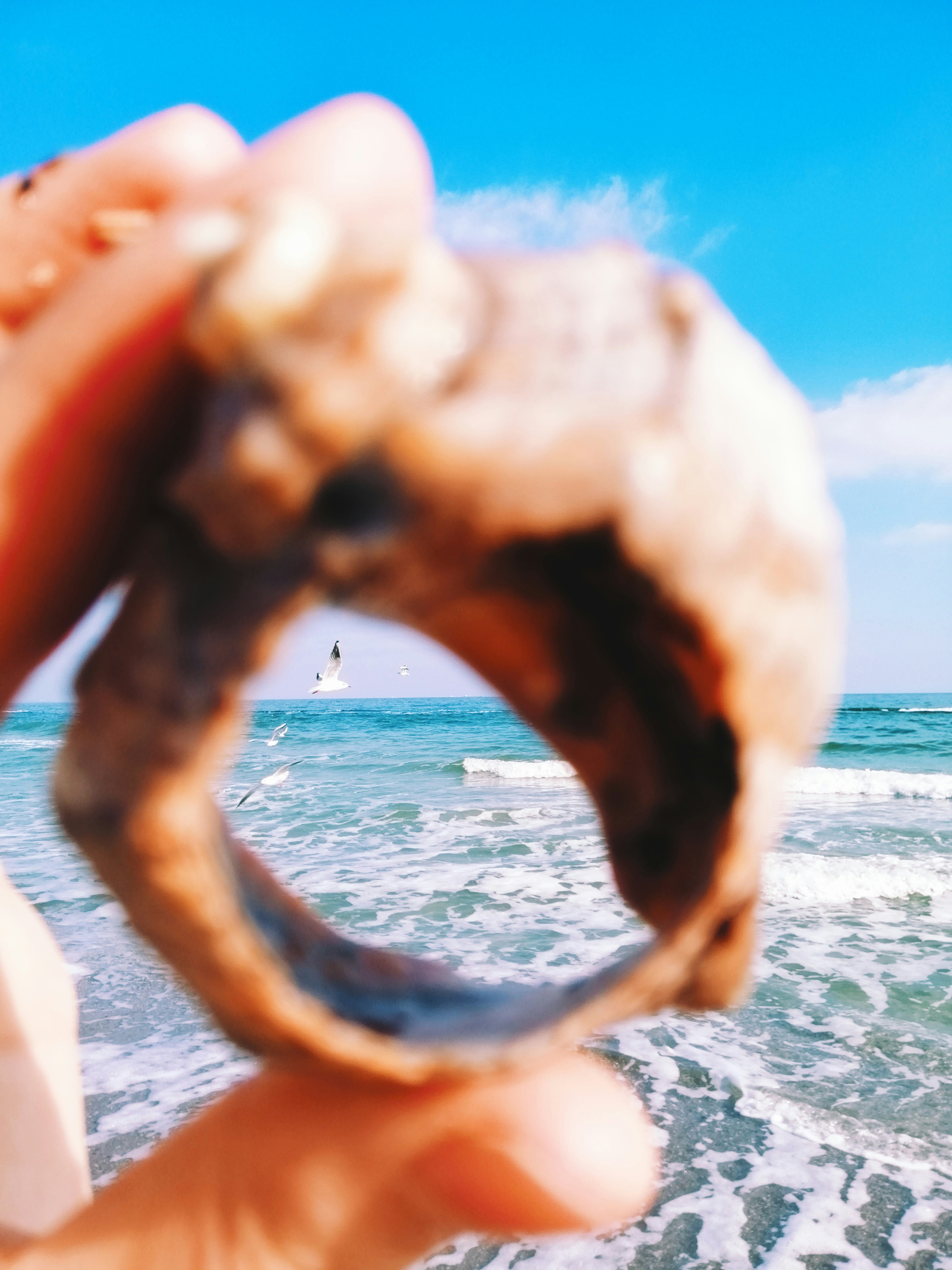 brown seashell viewing blue sea under blue and white sky