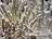 A dense cluster of sharp, elongated metallic crystals with a reflective, shiny surface, appearing in a tightly packed arrangement.