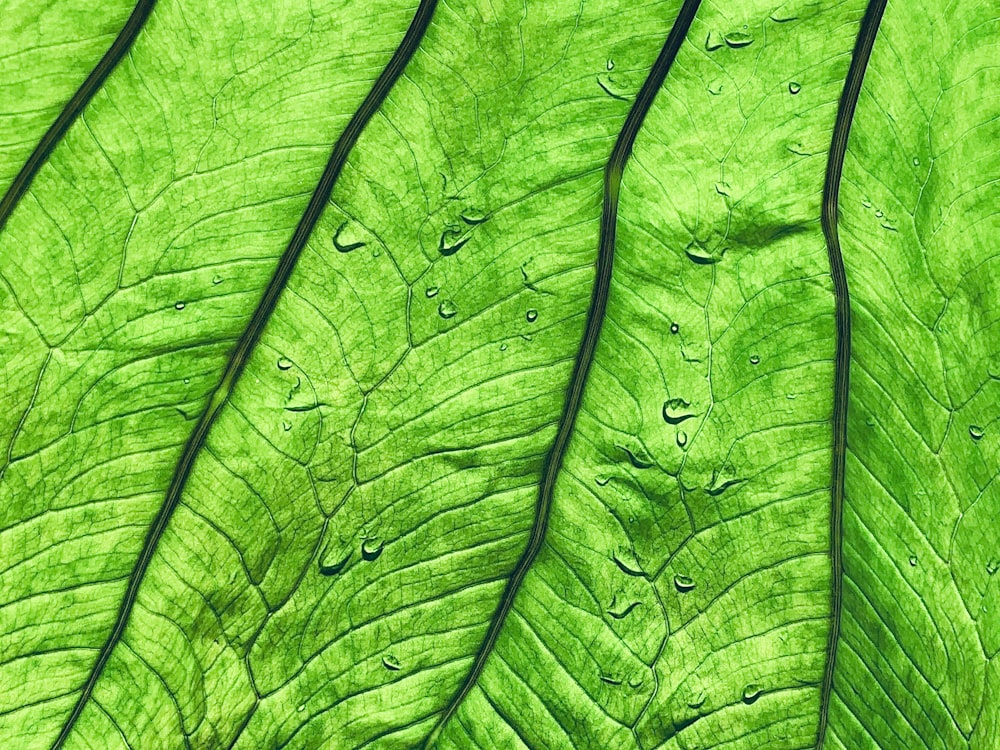 green leaf