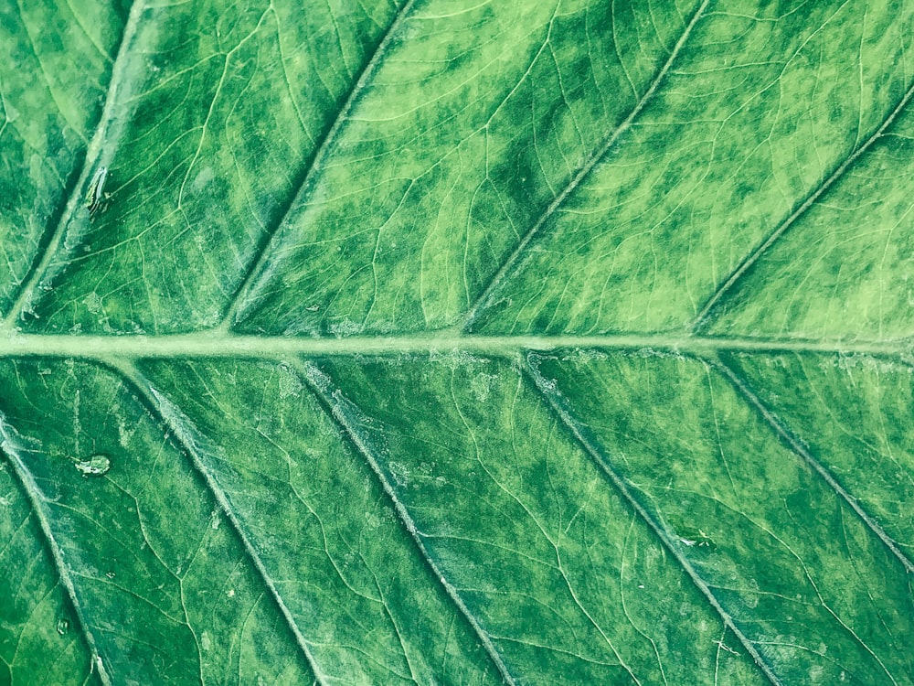 green leaf in close up photography