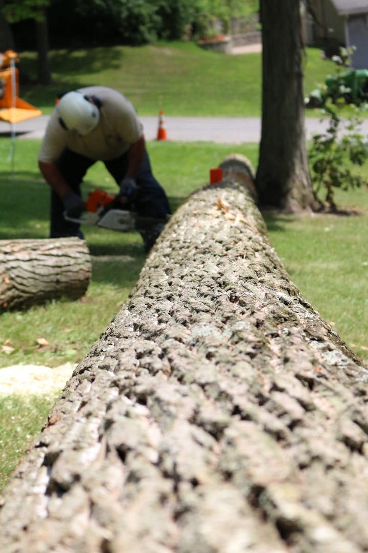oasis-stump-grinding-in-south-brisbane