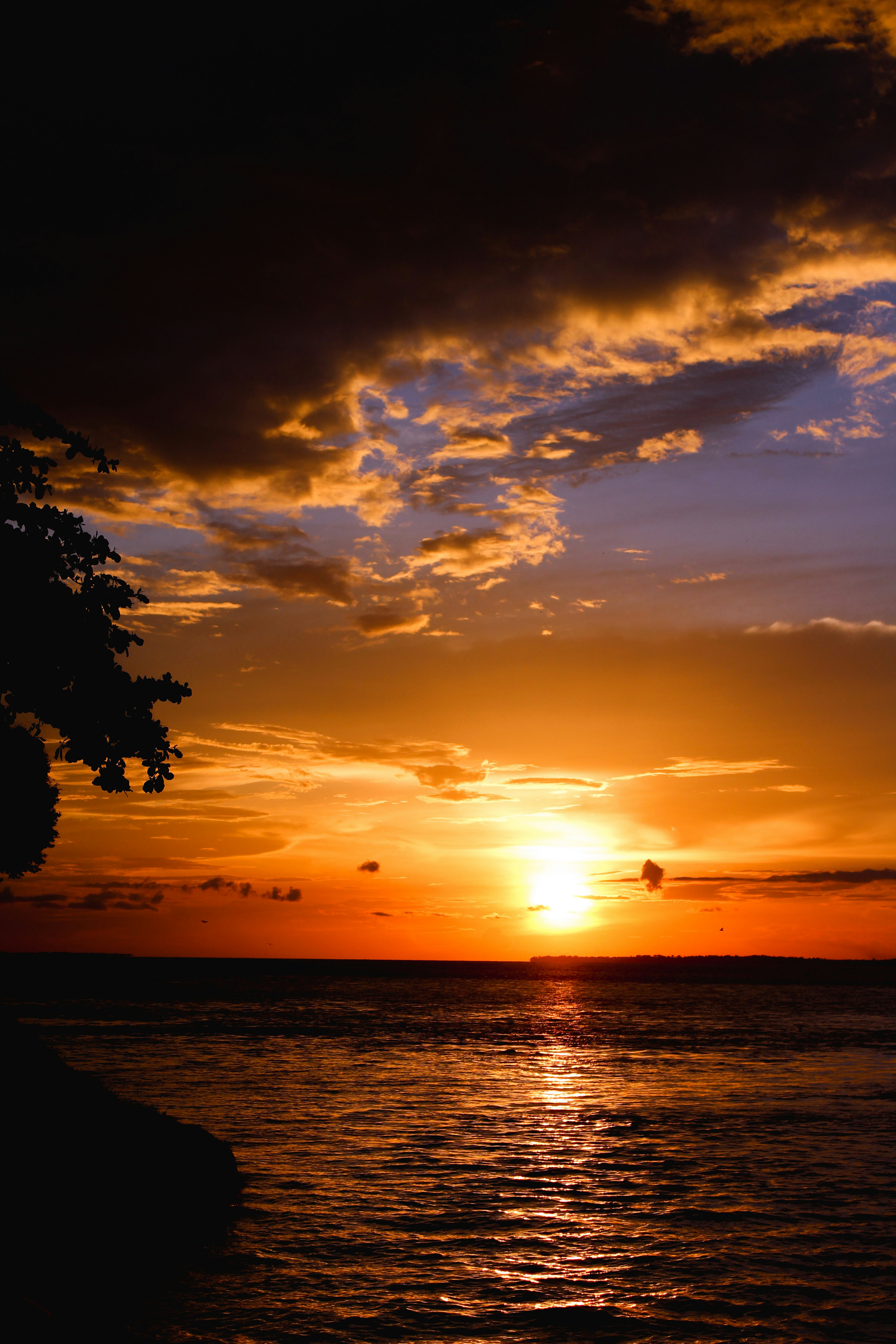 silhouette of tree near body of water at sunset