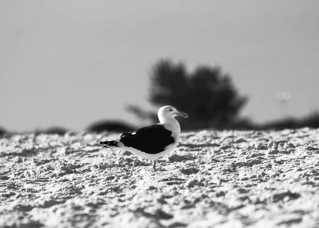 grayscale photo of seagull