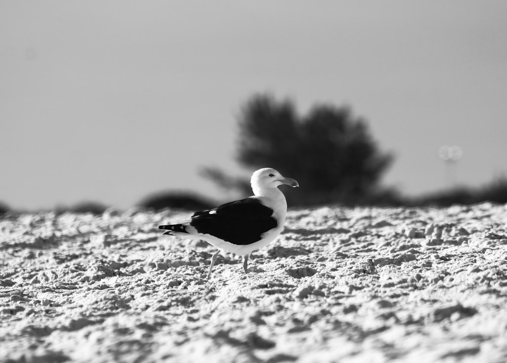 grayscale photo of seagull