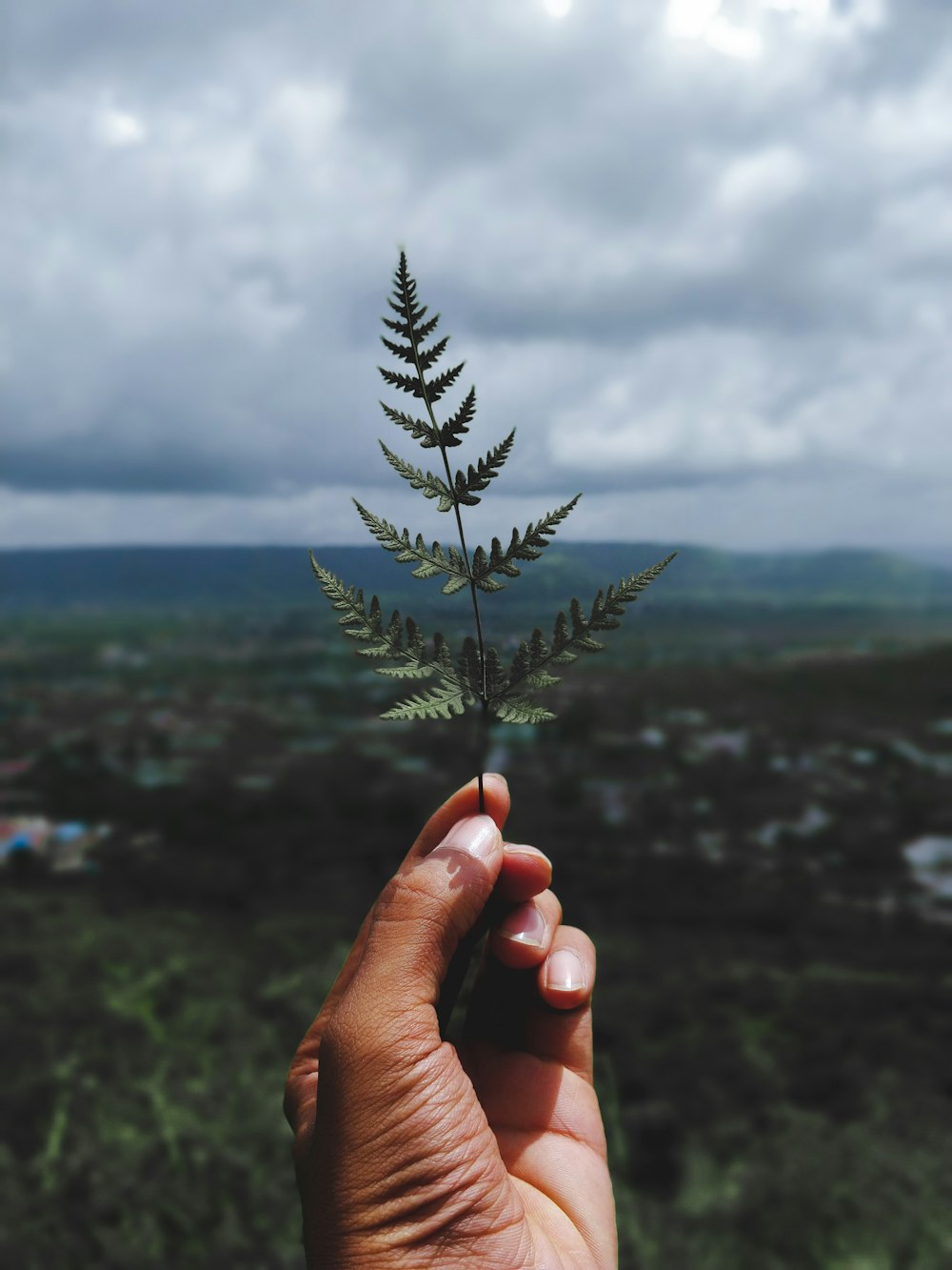 person holding leaf