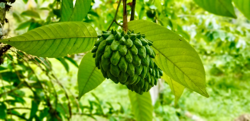 two green sugar apples on tree during daytime