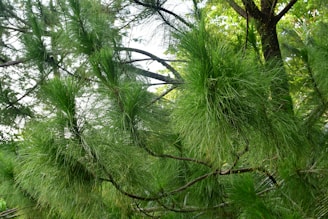 green-leafed tree