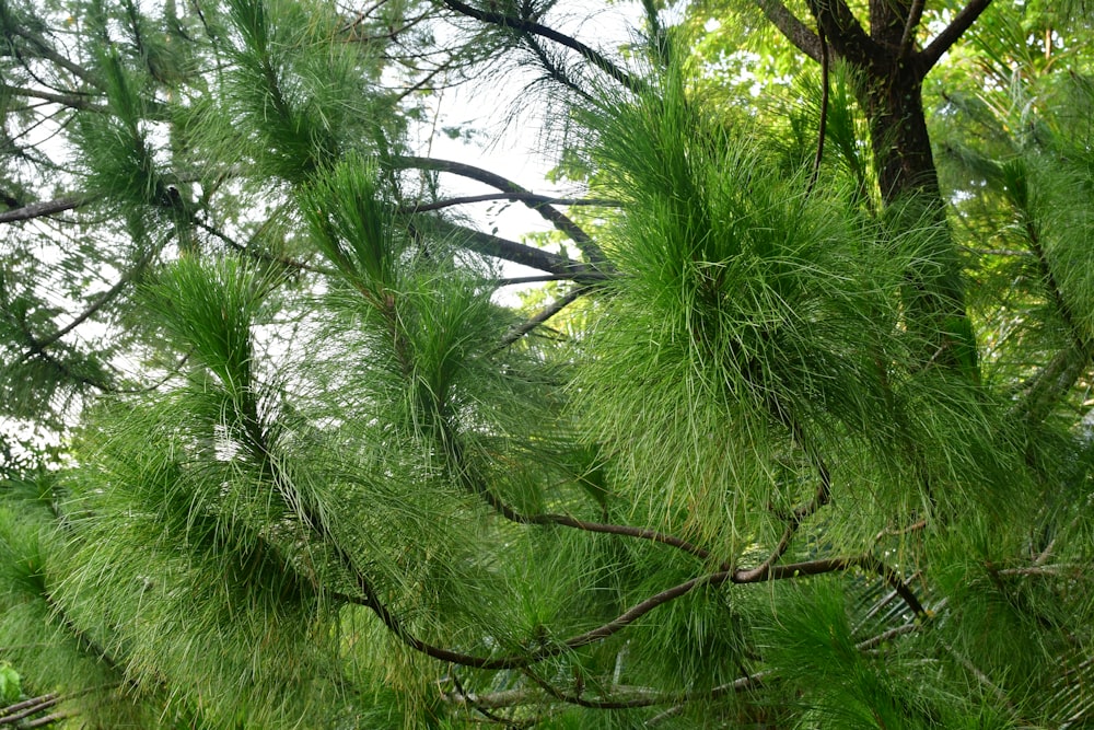 green-leafed tree