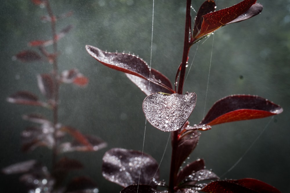dew drops on plants