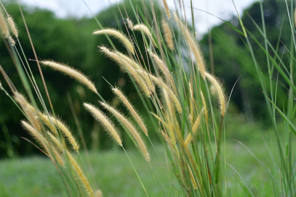 selective focus photography of green-leafed plants