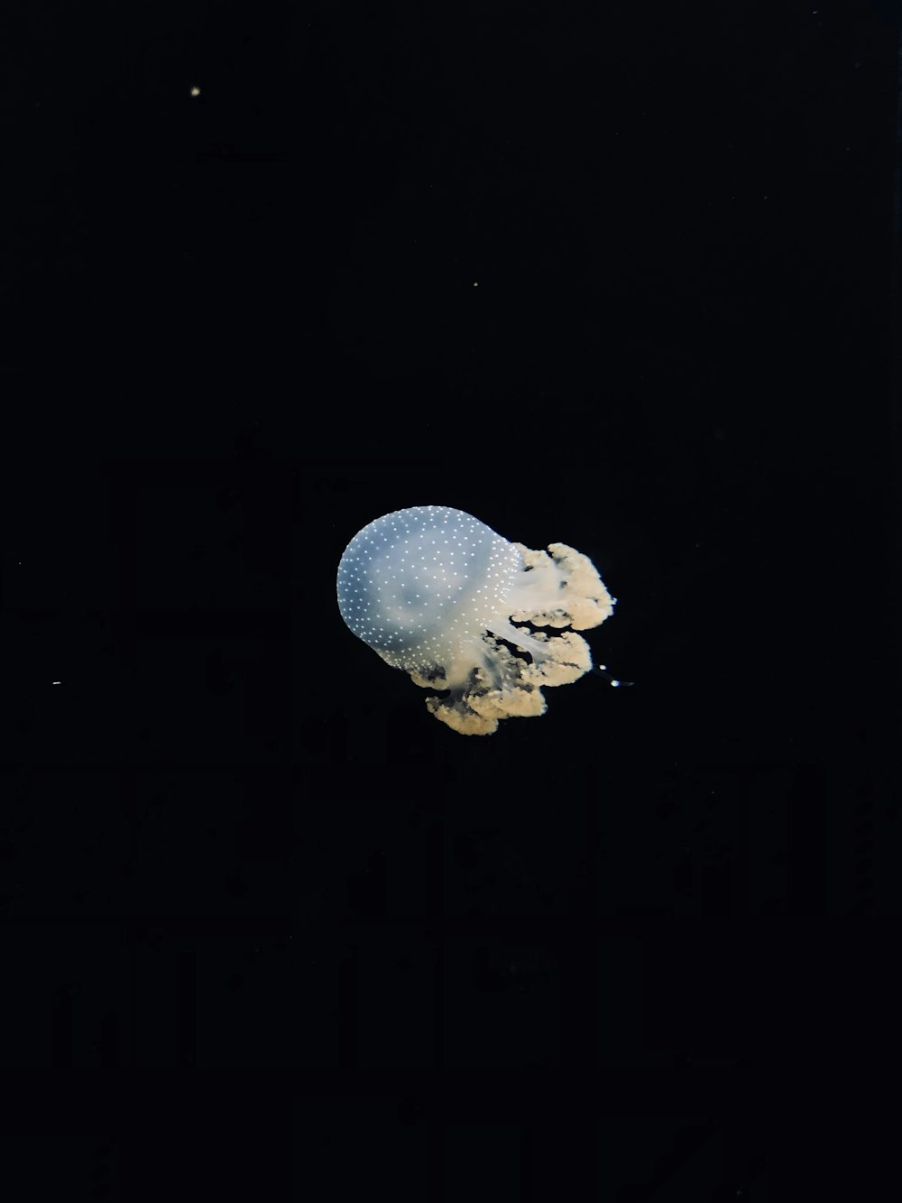 a jellyfish floating in the water at night