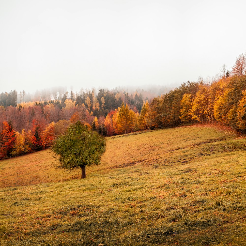 tree on hill