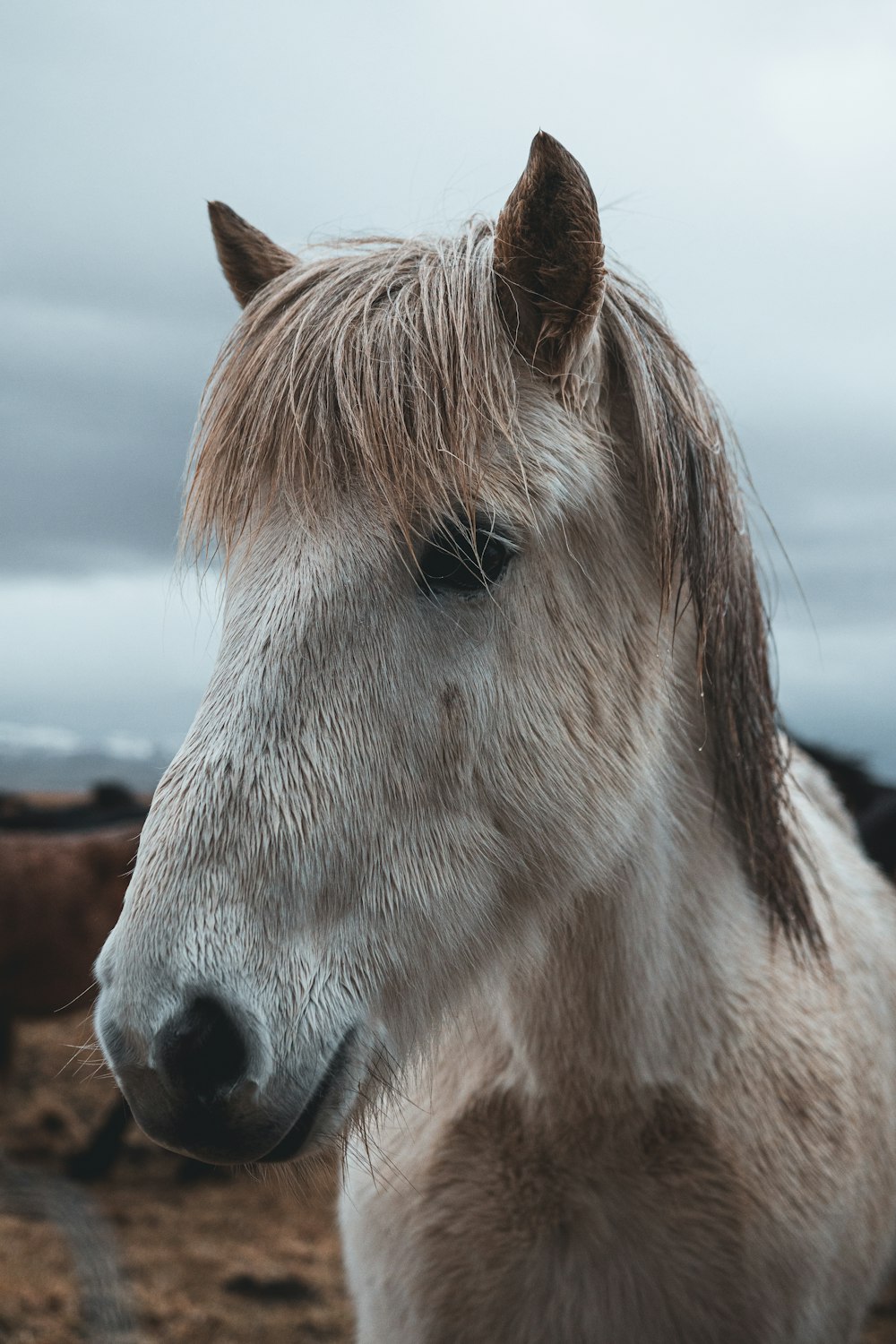 white and brown horse