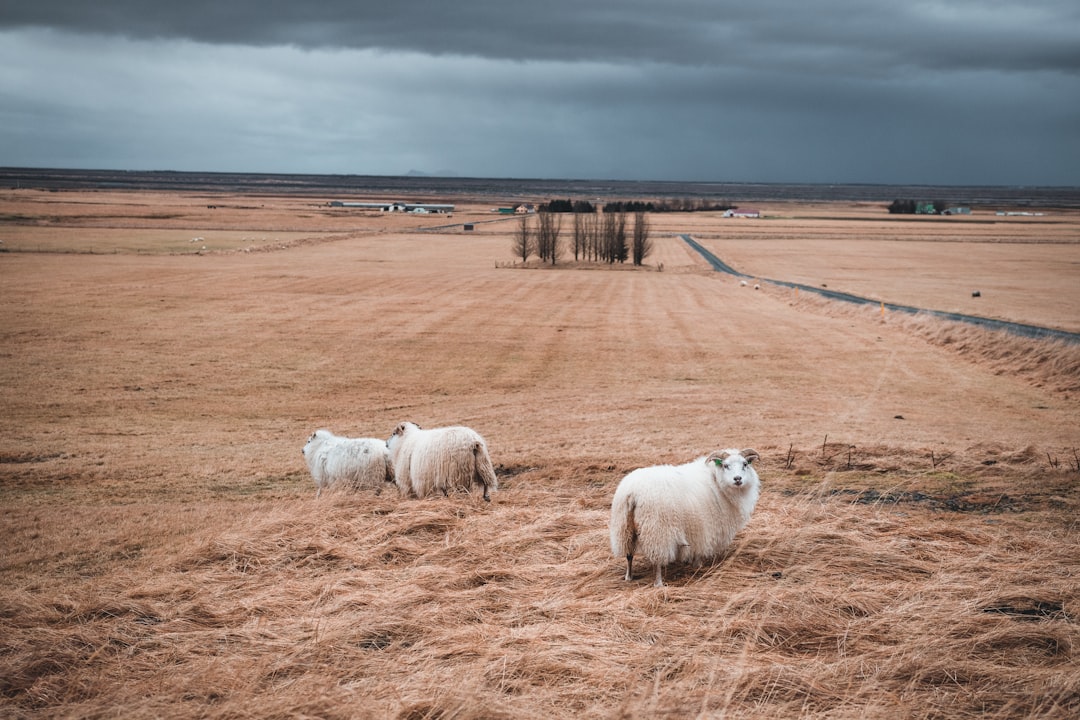 three lamb on brown grass field