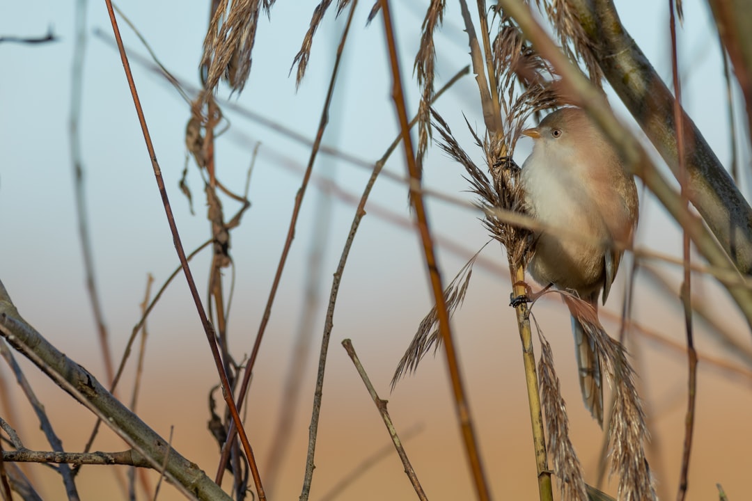 selective focus photography of brown plants